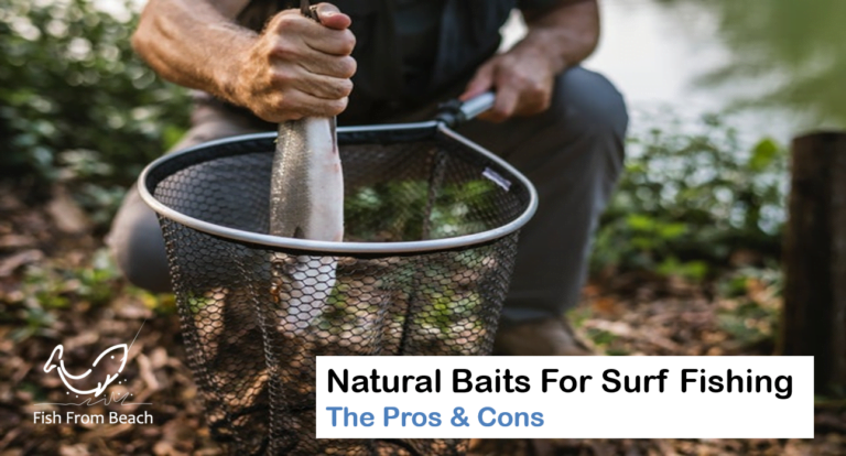 The Pros And Cons Of Natural Baits For Beach Fishing – Fish From Beach