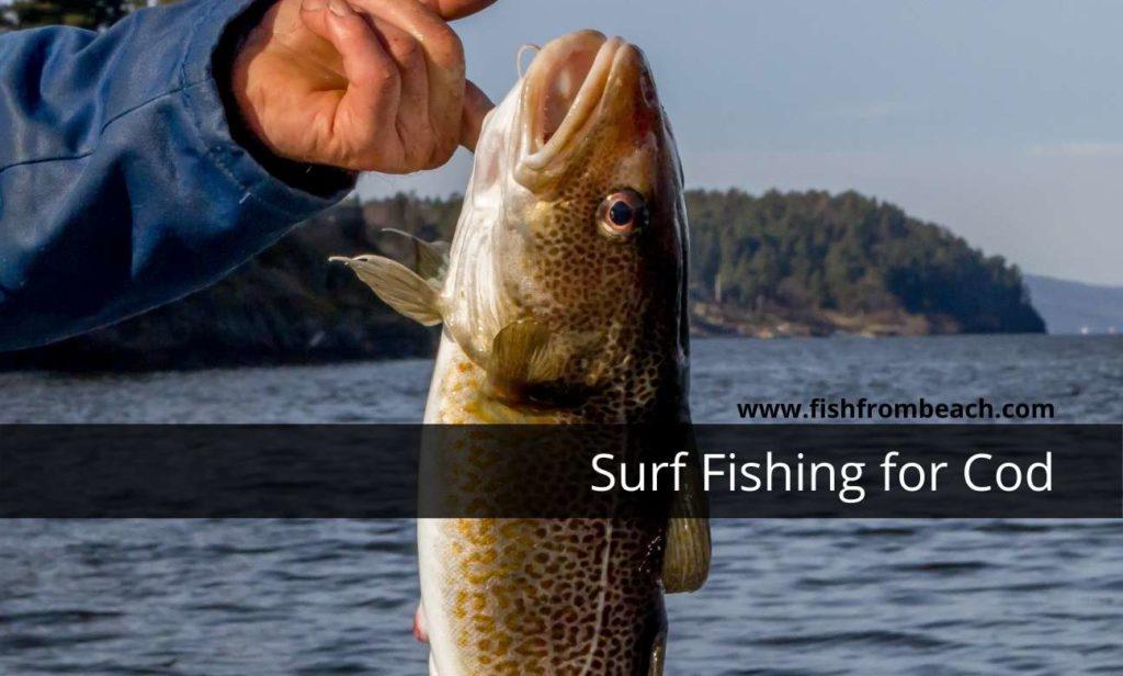 How To Catch Cod From Shore Everything You Need To Know Fish From Beach